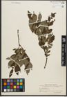 Foto von Salix phylicifolia L.